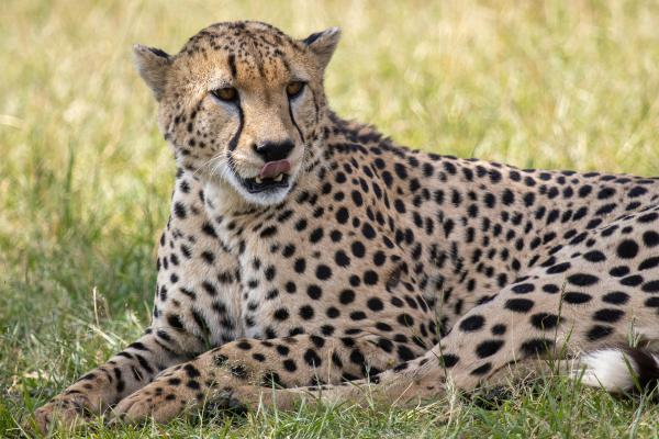 Día Internacional del Guepardo: cuándo es y cómo ayudar a esta especie - ¿Cómo celebrar el Día Internacional del Guepardo?