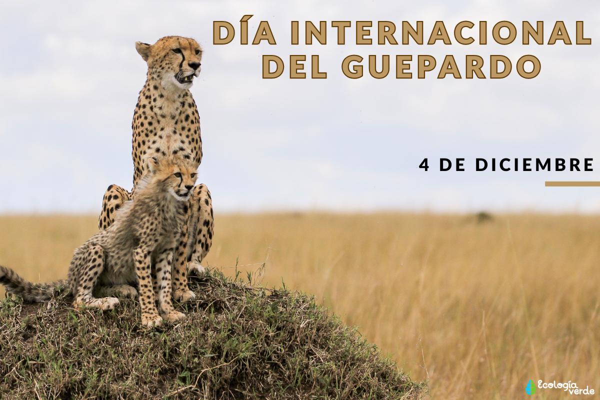 Día Internacional del Guepardo: cuándo es y cómo ayudar a esta especie