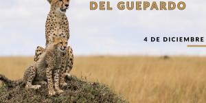 Día Internacional del Guepardo: cuándo es y cómo ayudar a esta especie