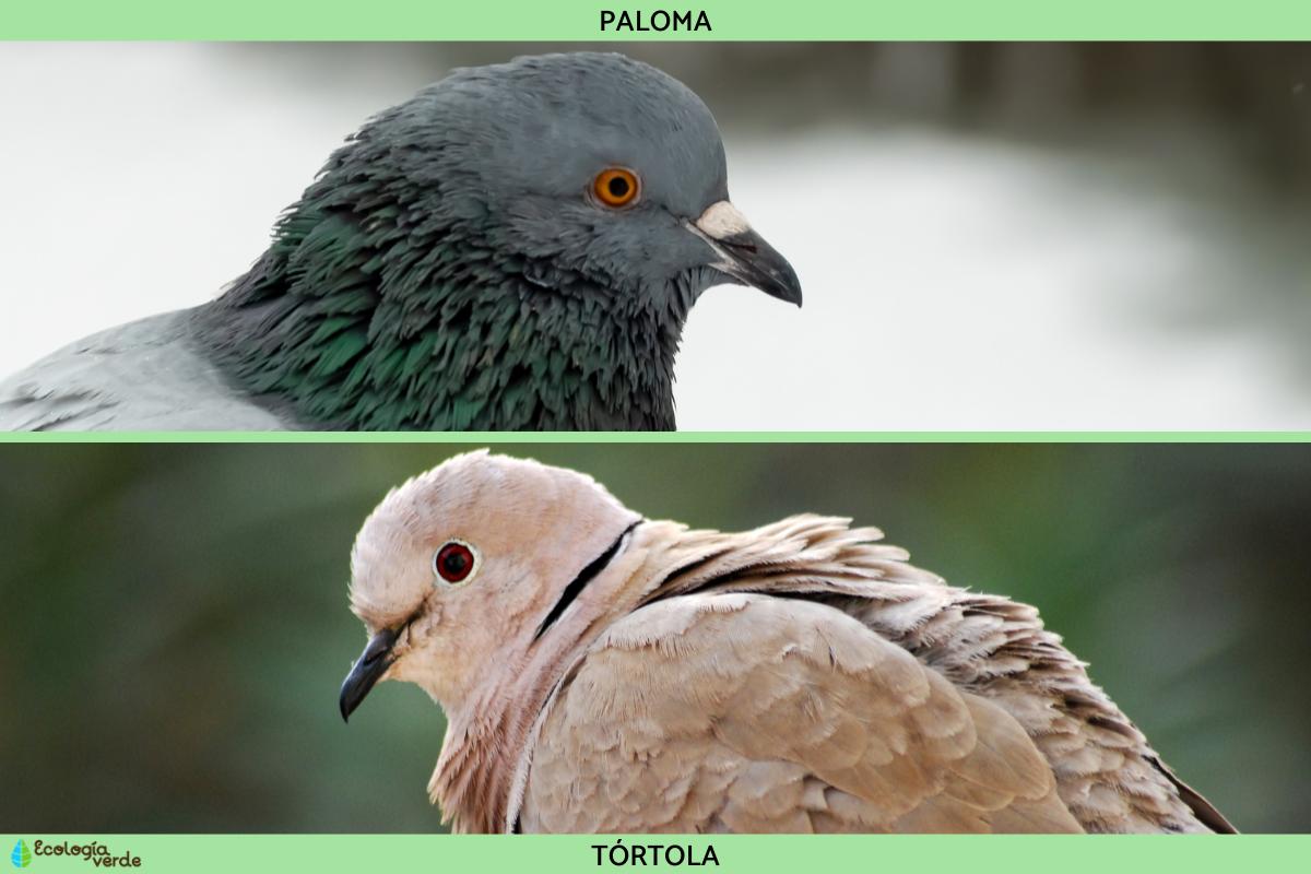 Diferencia entre paloma y tórtola