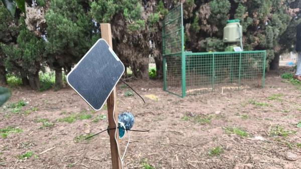 Instalan jaulas contra la sobrepoblación de jabalíes en la Comunitat Valenciana: qué está pasando y por qué preocupa