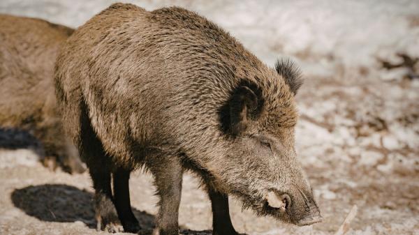 Instalan jaulas contra la sobrepoblación de jabalíes en la Comunitat Valenciana: qué está pasando y por qué preocupa - Un foco rojo en el río Millars