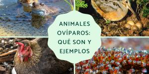 Animales ovíparos: qué son, características, ejemplos y diferencias con los vivíparos