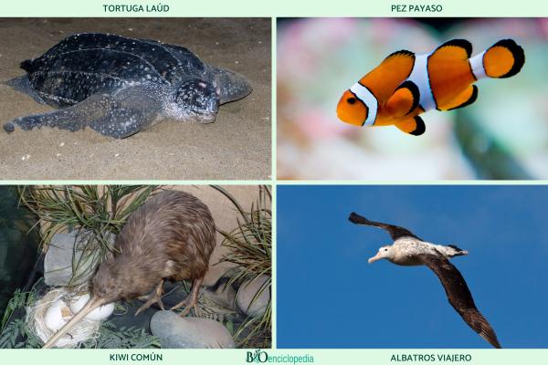 Animales ovíparos: qué son, características, ejemplos y diferencias con los vivíparos - 