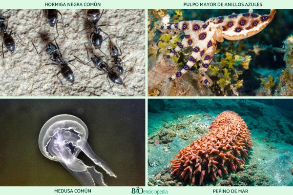 Animales ovíparos: qué son, características, ejemplos y diferencias con los vivíparos - Ejemplos de animales ovíparos 