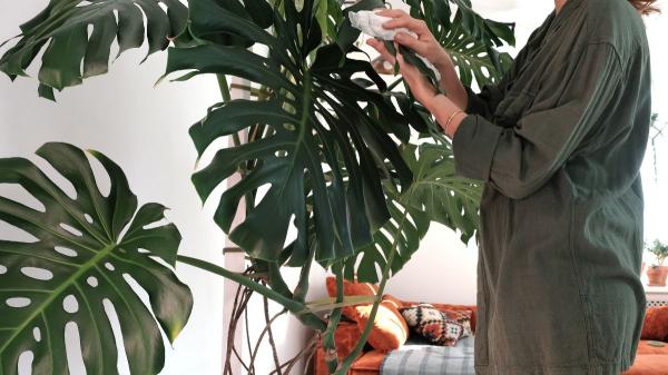 Biointeriorismo: la tendencia que lleva la naturaleza a tu casa y la convierte en un oasis de calma - El interiorismo adecuado puede transformar tu bienestar en casa
