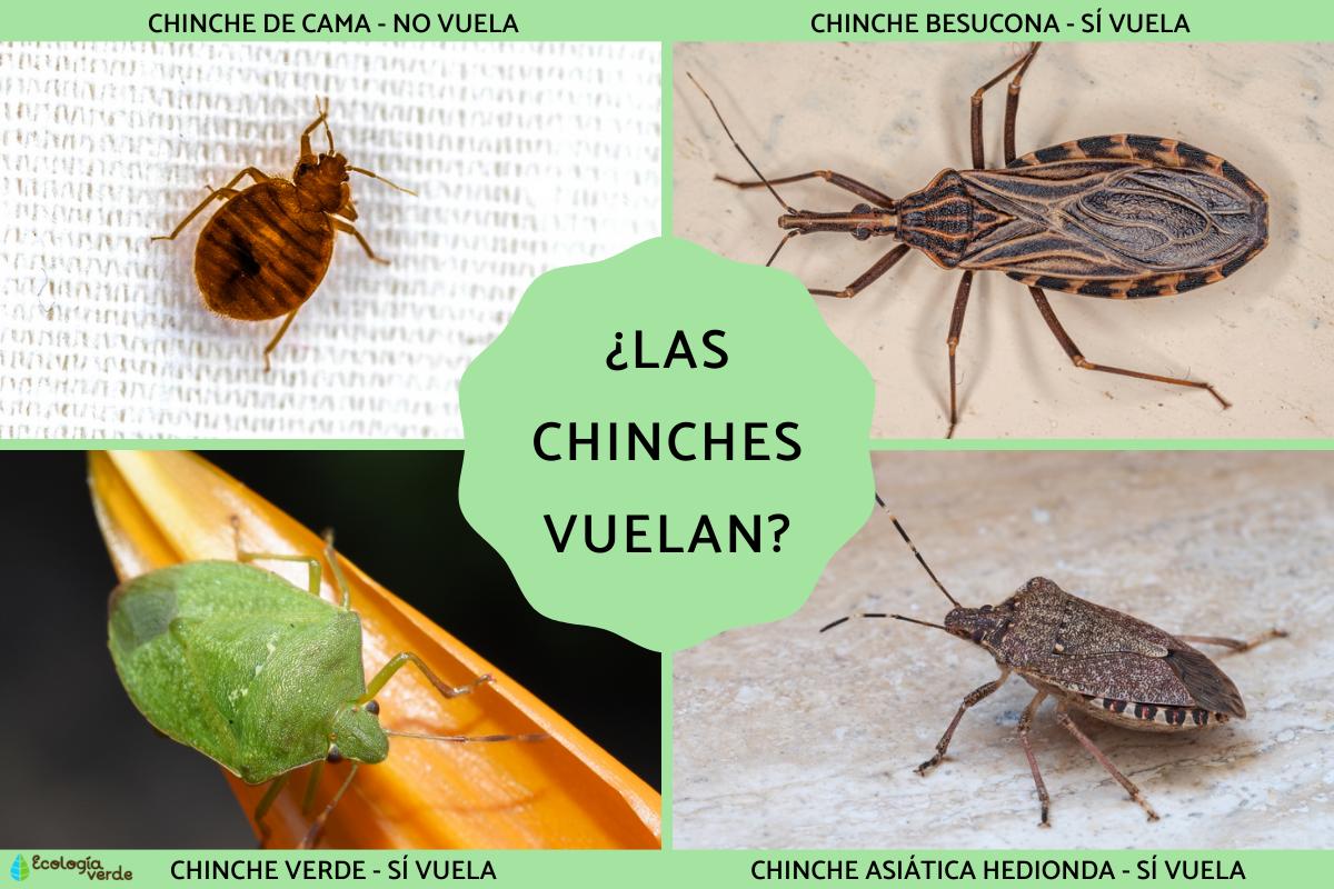 ¿Las chinches vuelan?