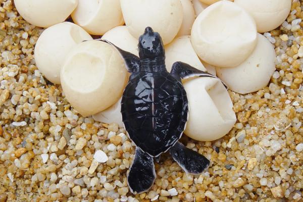 Animales ovíparos: qué son, características, ejemplos y diferencias con los vivíparos - Qué son los animales ovíparos