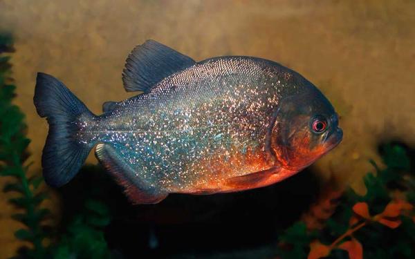 Piraña roja - Alimentación de la piraña roja