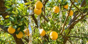 Por qué los jardineros recomiendan poner tiras de papel de aluminio en el limonero: para qué sirve y cómo usarlas