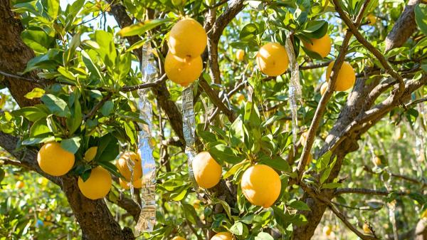 Por qué los jardineros recomiendan poner tiras de papel de aluminio en el limonero: para qué sirve y cómo usarlas