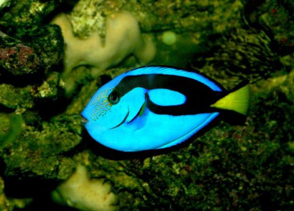 Pez cirujano azul - Características del pez cirujano azul