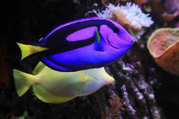 Pez cirujano azul - Comportamiento del pez cirujano azul