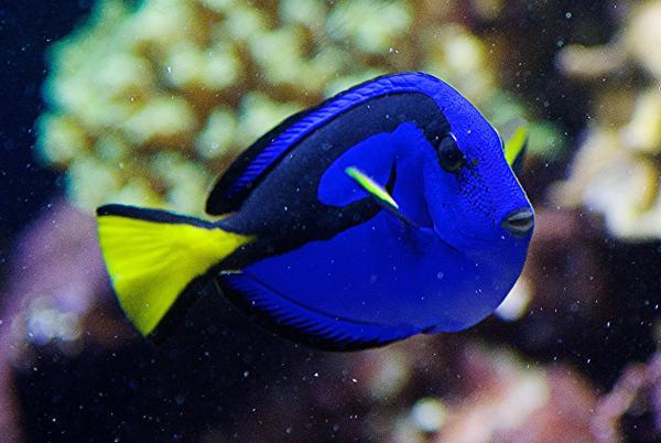 Pez cirujano azul - Hábitat del pez cirujano azul