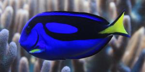 Pez cirujano azul