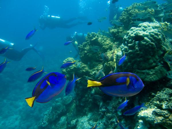 Pez cirujano azul - Reproducción del pez cirujano azul