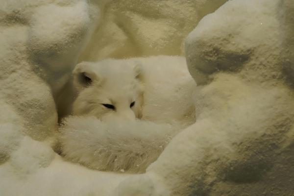 Zorro ártico - Amenazas y conservación del zorro ártico