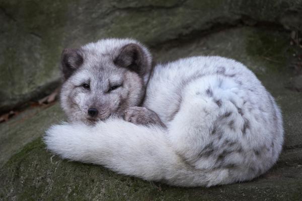 Zorro ártico - Características del zorro ártico