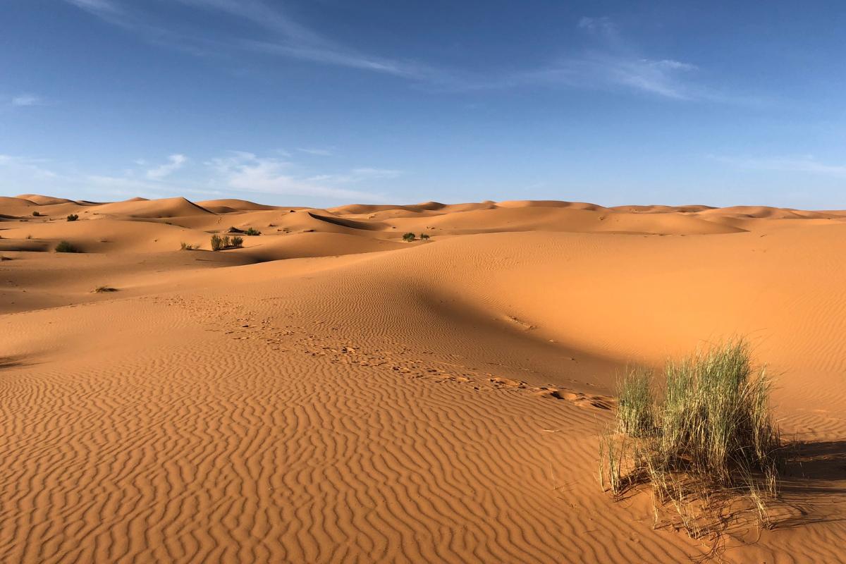 Clima desértico: qué es, características, temperatura, flora y fauna