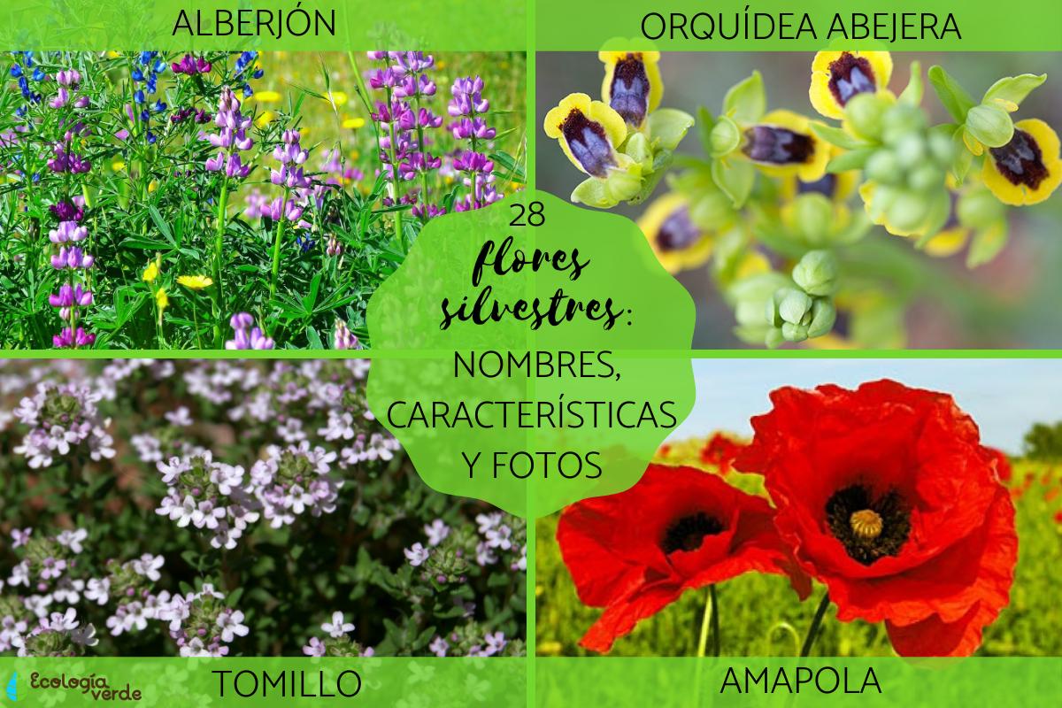 Flores silvestres: nombres y fotos