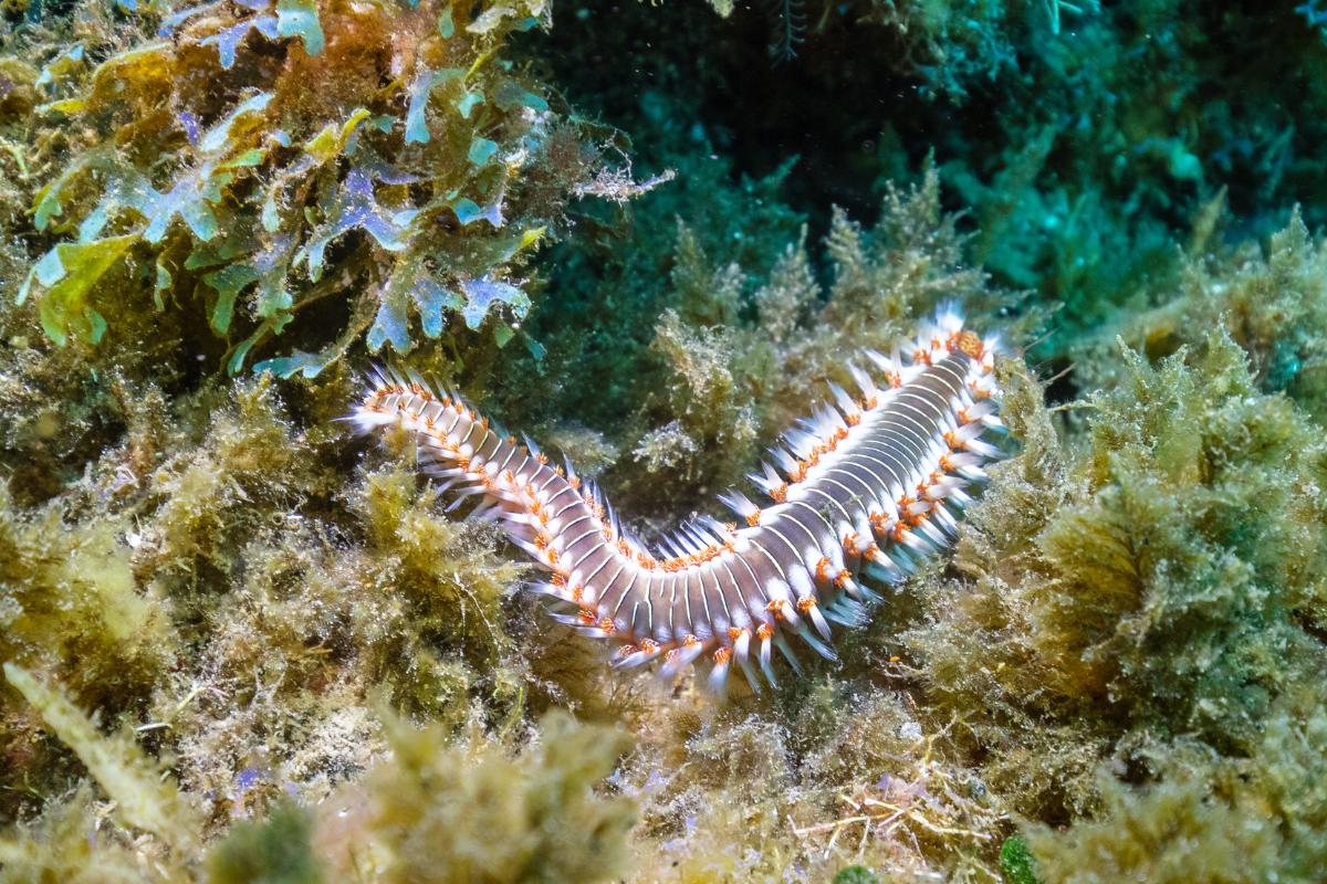 Poliquetos: qué son, ejemplos y hábitat