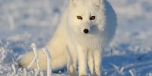 Zorro ártico