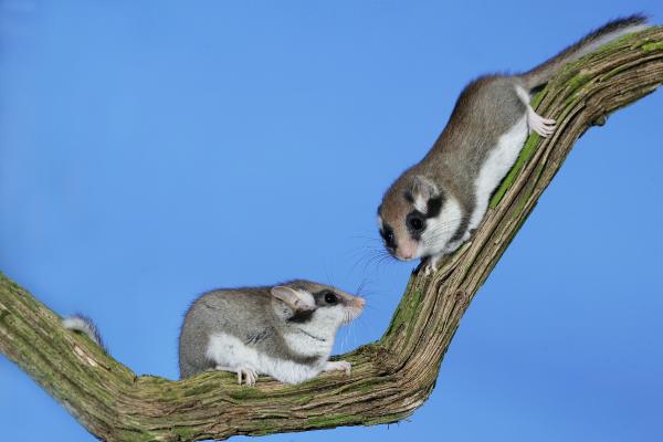 Lirón careto o Eliomys quercinus - ¿Cómo es la reproducción del lirón careto?