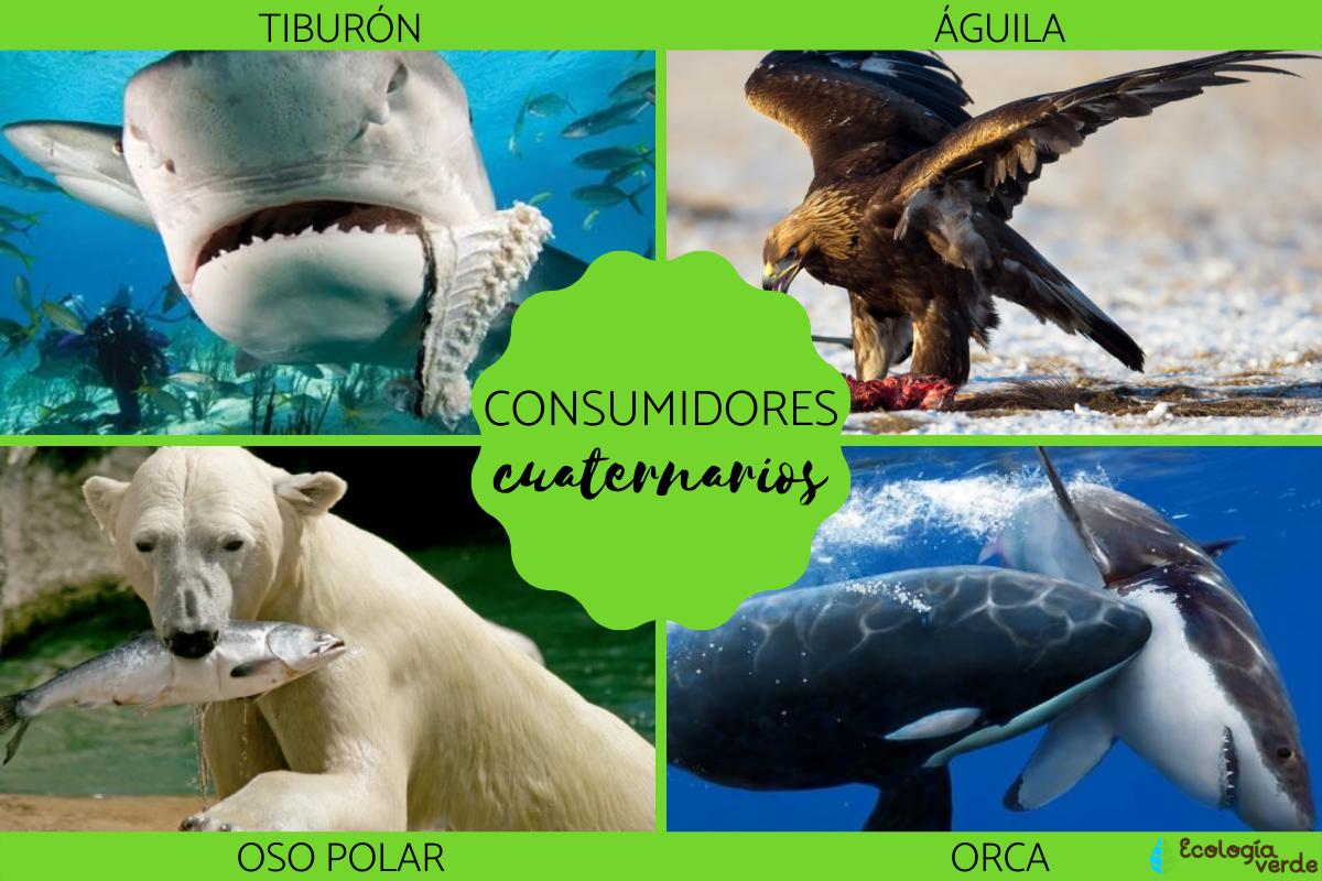 Consumidores cuaternarios: qué son y ejemplos