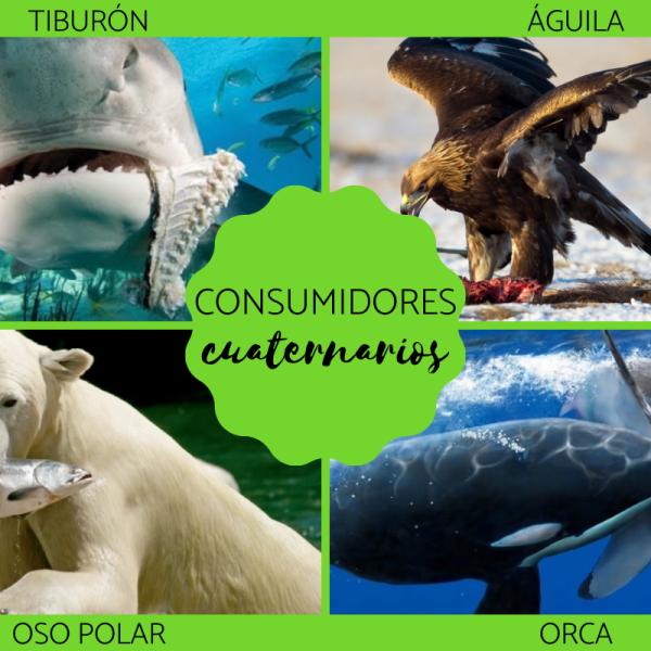 consumidores primarios del desierto