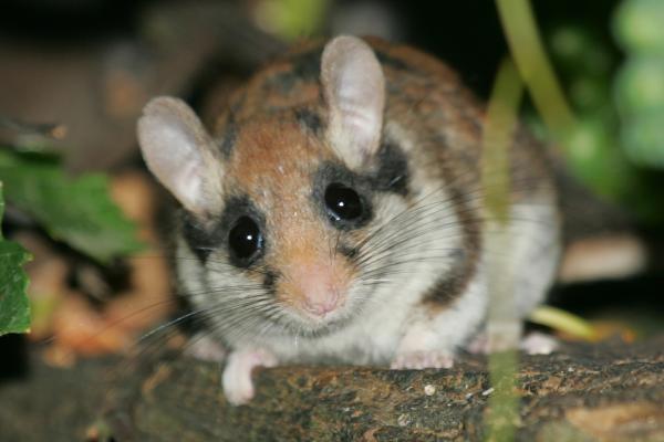 Lirón careto o Eliomys quercinus - ¿Cuáles son las amenazas y conservación del lirón careto?