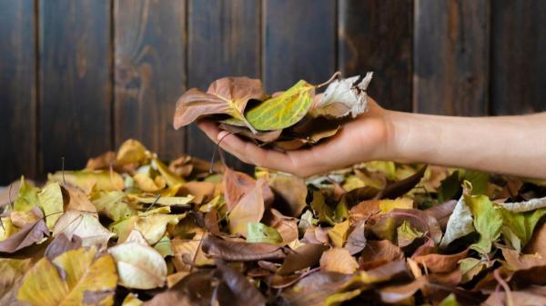 No todas las hojas caídas son basura: así puedes aprovecharlas para proteger y mejorar tu jardín - Las hojas caídas pueden convertirse en un abono natural para el jardín