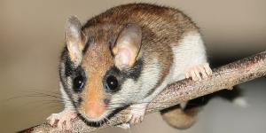 Lirón careto o Eliomys quercinus