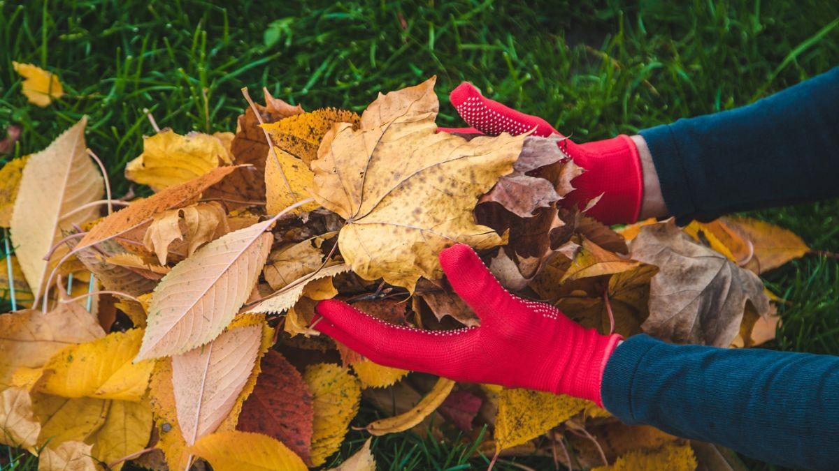 No todas las hojas caídas son basura: así puedes aprovecharlas para proteger y mejorar tu jardín