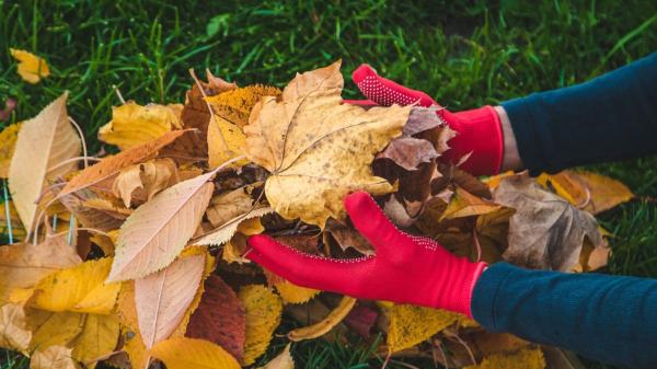 No todas las hojas caídas son basura: así puedes aprovecharlas para proteger y mejorar tu jardín