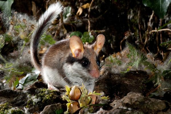 Lirón careto o Eliomys quercinus - ¿Qué come el lirón careto?
