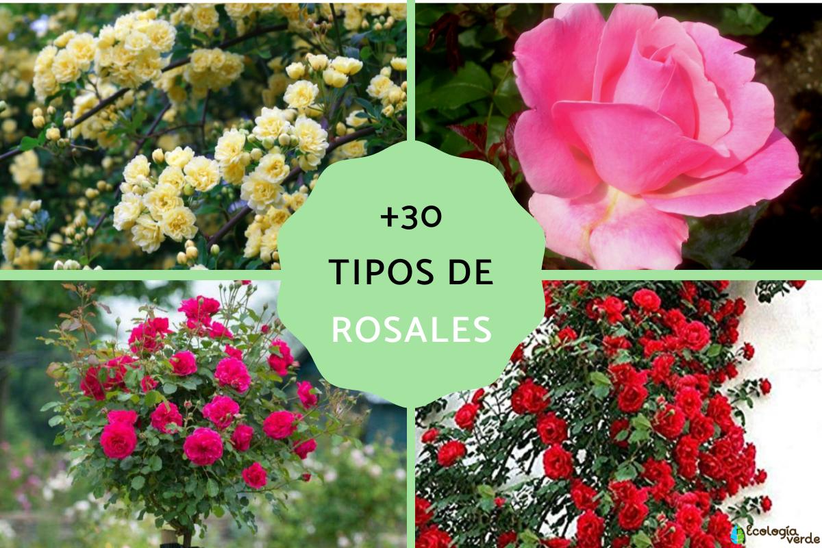 Tipos de rosas