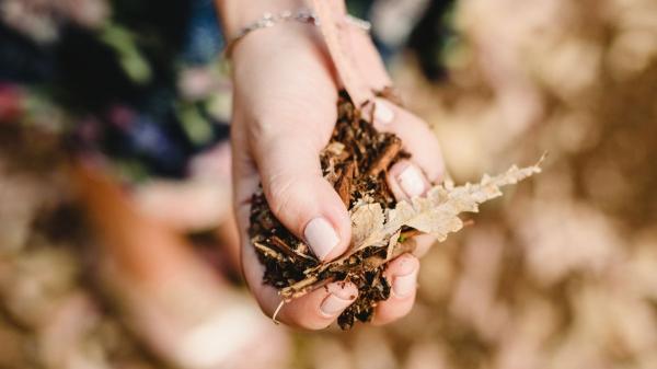 No todas las hojas caídas son basura: así puedes aprovecharlas para proteger y mejorar tu jardín - Una capa de hojas también protege las raíces cuando llega el frío