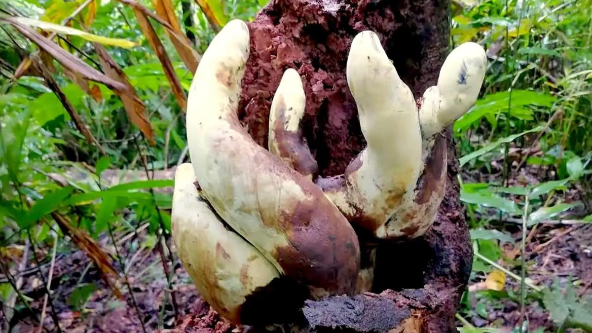 Descubren en China un hongo gigante de 2,2 kilos: mide 50 centímetros y su origen se remonta a hace 65 millones de años