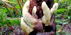 Descubren en China un hongo gigante de 2,2 kilos: mide 50 centímetros y su origen se remonta a hace 65 millones de años