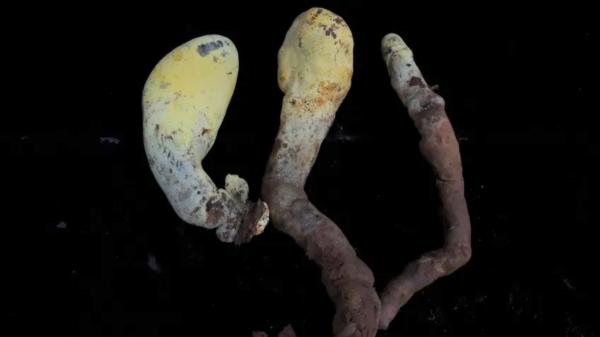 Descubren en China un hongo gigante de 2,2 kilos: mide 50 centímetros y su origen se remonta a hace 65 millones de años - Los científicos sitúan su origen evolutivo poco después de la extinción de los dinosaurios