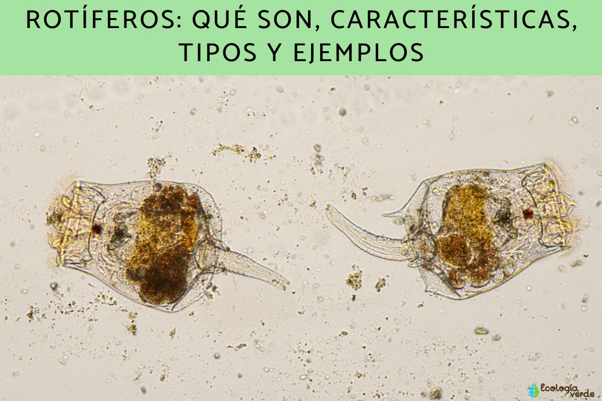 Rotíferos: qué son, características, tipos y ejemplos