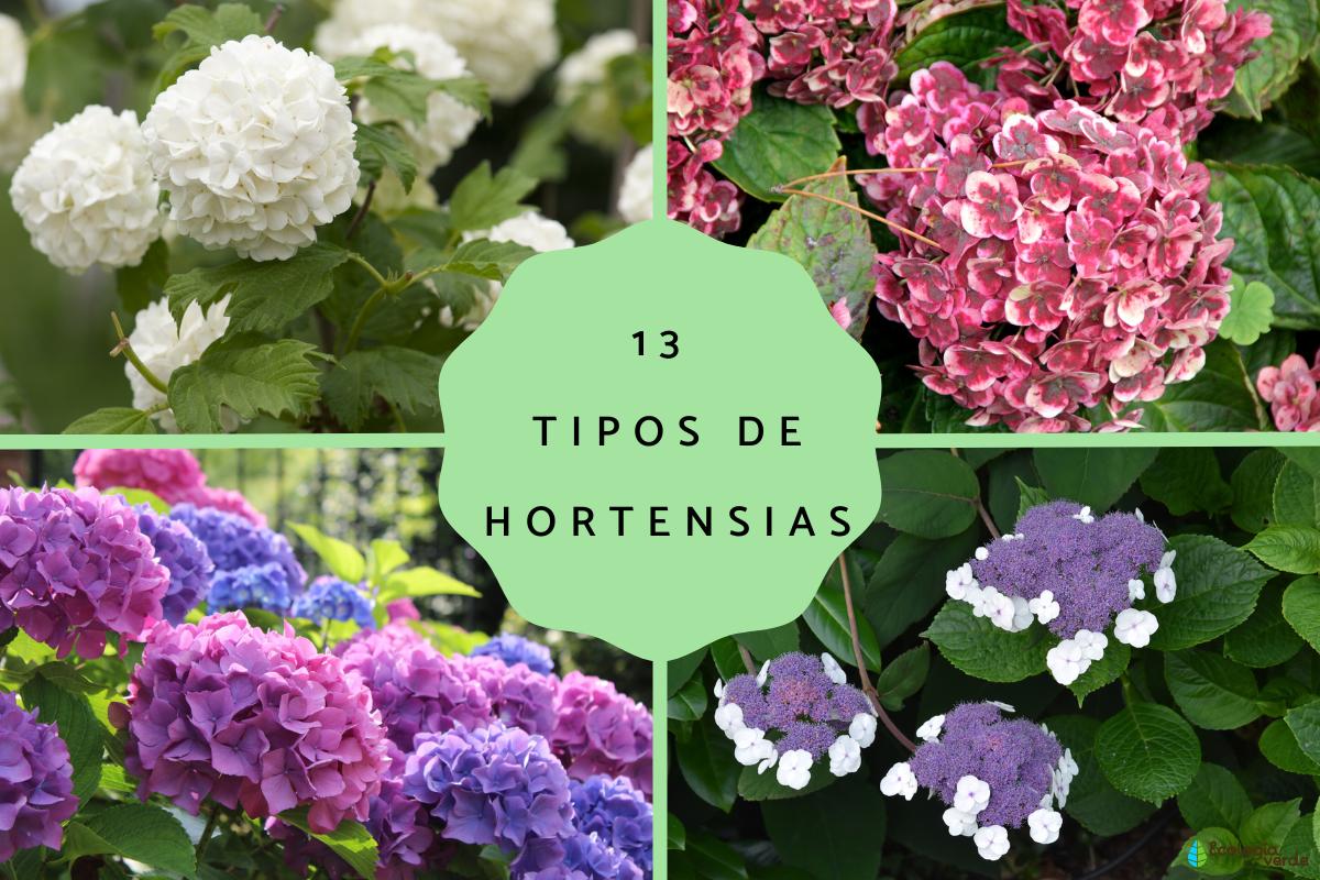 Tipos de hortensias