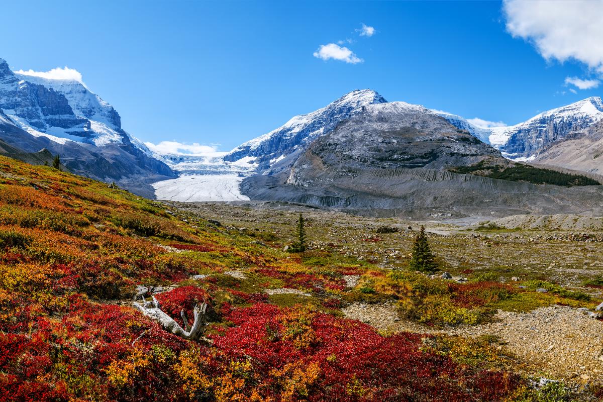 Tundra: qué es, características, tipos, flora y fauna
