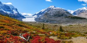 Tundra: qué es, características, tipos, flora y fauna