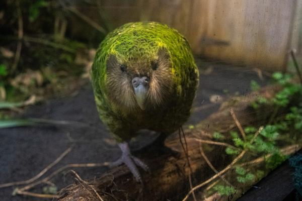 Kakapo: características, dónde vive, qué come y curiosidades - Amenazas y conservación del kakapo
