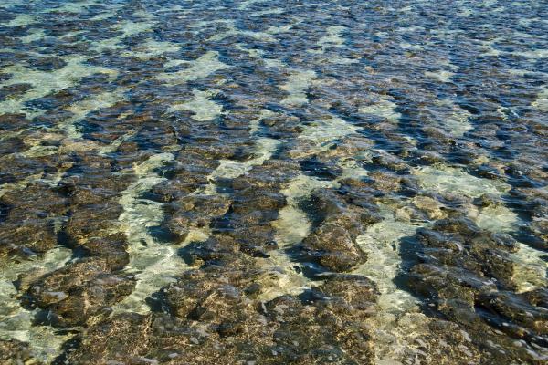 Estromatolitos: qué son, cómo se forman, características y dónde se encuentran - ¿Cómo se forman los estromatolitos?