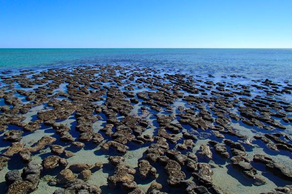 Estromatolitos: qué son, cómo se forman, características y dónde se encuentran - ¿Dónde se encuentran los estromatolitos?