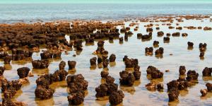 Estromatolitos: qué son, cómo se forman, características y dónde se encuentran