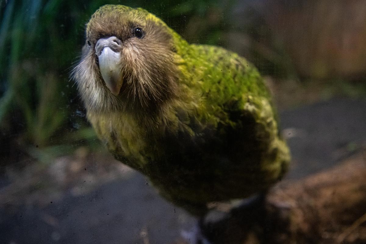 Kakapo: características, dónde vive, qué come y curiosidades