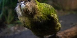 Kakapo: características, dónde vive, qué come y curiosidades